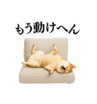 【関西弁】柴犬の日常会話で使える関西弁（個別スタンプ：7）