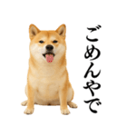 【関西弁】柴犬の日常会話で使える関西弁（個別スタンプ：8）