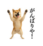 【関西弁】柴犬の日常会話で使える関西弁（個別スタンプ：9）