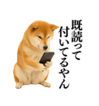 【関西弁】柴犬の日常会話で使える関西弁（個別スタンプ：10）