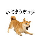 【関西弁】柴犬の日常会話で使える関西弁（個別スタンプ：11）