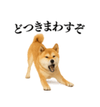 【関西弁】柴犬の日常会話で使える関西弁（個別スタンプ：12）