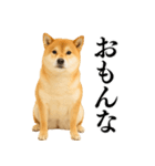 【関西弁】柴犬の日常会話で使える関西弁（個別スタンプ：14）