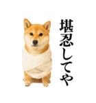 【関西弁】柴犬の日常会話で使える関西弁（個別スタンプ：15）