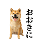 【関西弁】柴犬の日常会話で使える関西弁（個別スタンプ：16）