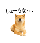 【関西弁】柴犬の日常会話で使える関西弁（個別スタンプ：18）