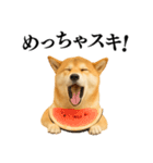 【関西弁】柴犬の日常会話で使える関西弁（個別スタンプ：24）
