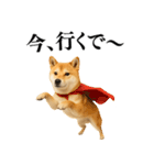 【関西弁】柴犬の日常会話で使える関西弁（個別スタンプ：25）