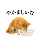 【関西弁】柴犬の日常会話で使える関西弁（個別スタンプ：28）