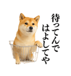 【関西弁】柴犬の日常会話で使える関西弁（個別スタンプ：29）