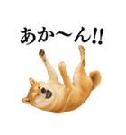 【関西弁】柴犬の日常会話で使える関西弁（個別スタンプ：30）