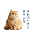 煽る実写ネコ【面白い・煽り】（個別スタンプ：1）