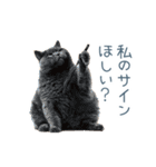 煽る実写ネコ【面白い・煽り】（個別スタンプ：3）