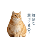 煽る実写ネコ【面白い・煽り】（個別スタンプ：7）