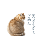 煽る実写ネコ【面白い・煽り】（個別スタンプ：9）