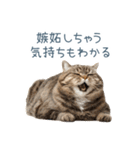 煽る実写ネコ【面白い・煽り】（個別スタンプ：11）