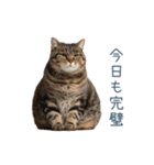 煽る実写ネコ【面白い・煽り】（個別スタンプ：13）