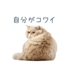 煽る実写ネコ【面白い・煽り】（個別スタンプ：16）