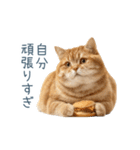 煽る実写ネコ【面白い・煽り】（個別スタンプ：18）