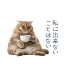 煽る実写ネコ【面白い・煽り】（個別スタンプ：19）