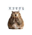 煽る実写ネコ【面白い・煽り】（個別スタンプ：21）