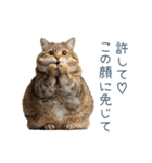 煽る実写ネコ【面白い・煽り】（個別スタンプ：22）
