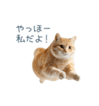 煽る実写ネコ【面白い・煽り】（個別スタンプ：25）