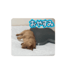 ニコとサンサクとコニーの動くスタンプ（個別スタンプ：6）