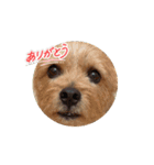 ニコとサンサクとコニーの動くスタンプ（個別スタンプ：11）
