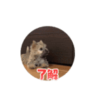 ニコとサンサクとコニーの動くスタンプ（個別スタンプ：12）