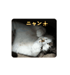 福君のスタンプ（個別スタンプ：4）