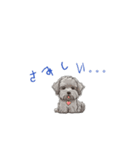 シュナプー*アニメ1（個別スタンプ：7）
