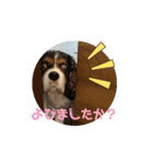 キャバリア❤︎動く！日常スタンプ（個別スタンプ：2）