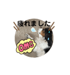 キャバリア❤︎動く！日常スタンプ（個別スタンプ：3）