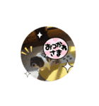 キャバリア❤︎動く！日常スタンプ（個別スタンプ：10）