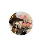 キャバリア❤︎動く！日常スタンプ（個別スタンプ：15）
