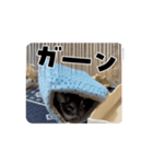 チンチラ動くスタンプ（個別スタンプ：5）