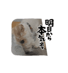 ☆れおんくん☆（個別スタンプ：4）