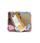 ☆れおんくん☆（個別スタンプ：8）