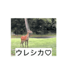 ゴルフ女子と鹿⛳️（個別スタンプ：4）