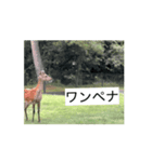 ゴルフ女子と鹿⛳️（個別スタンプ：5）