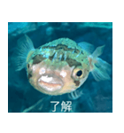 キモフグ日常会話です（個別スタンプ：3）