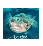 キモフグ日常会話です（個別スタンプ：4）
