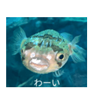 キモフグ日常会話です（個別スタンプ：7）
