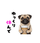 動く！パグ2【家族連絡】（個別スタンプ：1）