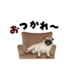 動く！パグ2【家族連絡】（個別スタンプ：2）