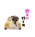 動く！パグ2【家族連絡】（個別スタンプ：7）