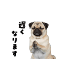 動く！パグ2【家族連絡】（個別スタンプ：11）