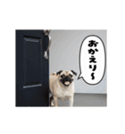 動く！パグ2【家族連絡】（個別スタンプ：20）