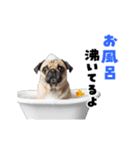 動く！パグ2【家族連絡】（個別スタンプ：21）